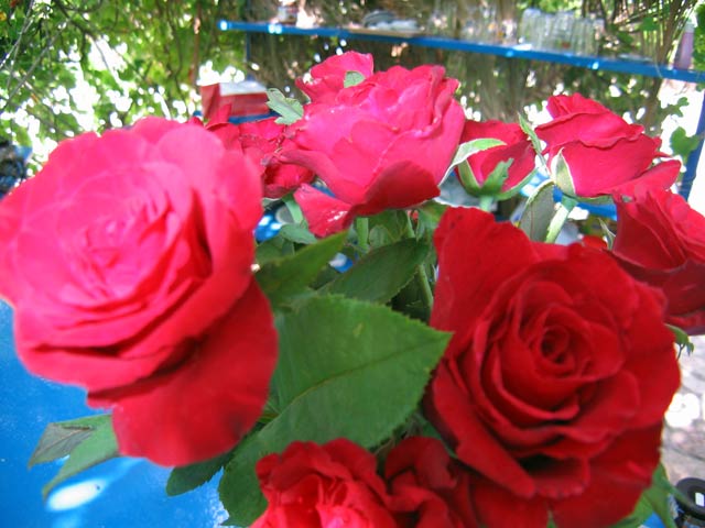 FANARI Image of the Roses CLICK TO ENLARGE